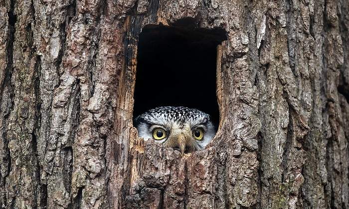 Una-pequena-lechuza-oculta-en-un-arbol-iStock.jpg