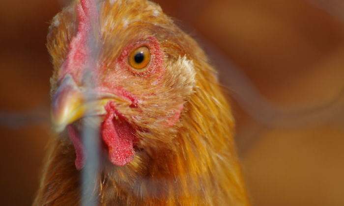 gallinas-huevos-1.jpg