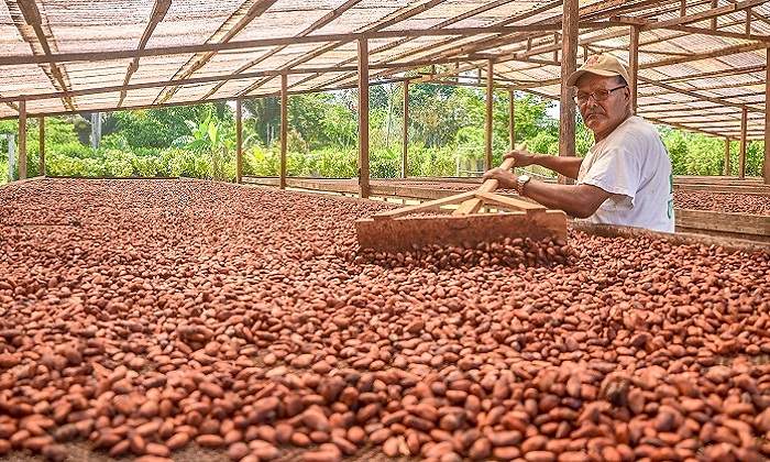 cacao770.jpg