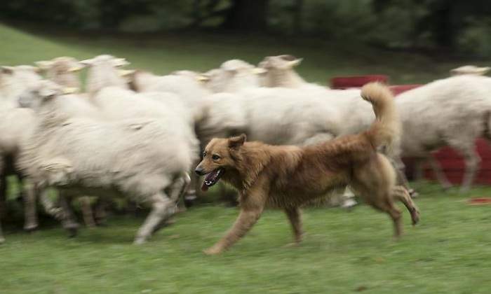 perro-ciego.jpg