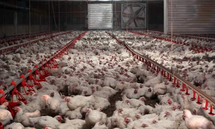 granja-pollos-ep.jpg