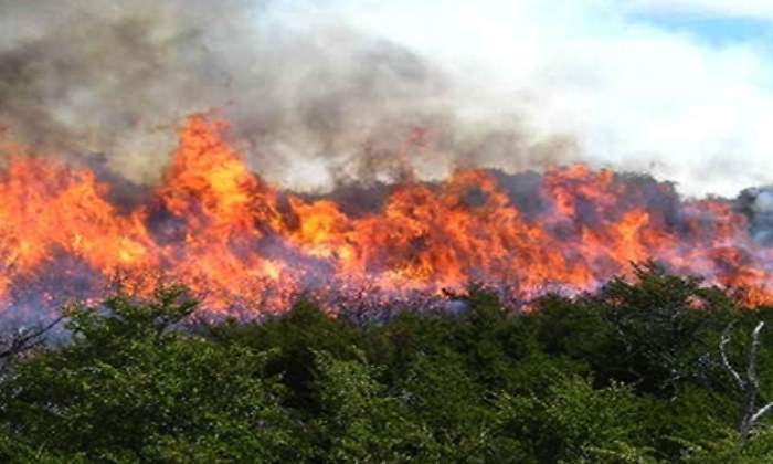 Incendios-770.jpg