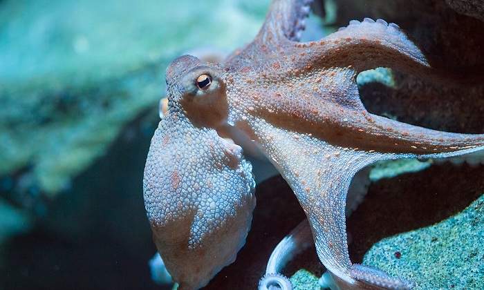 Un-pequeno-pulpo-sobre-una-roca-en-el-mar-iStock.jpg