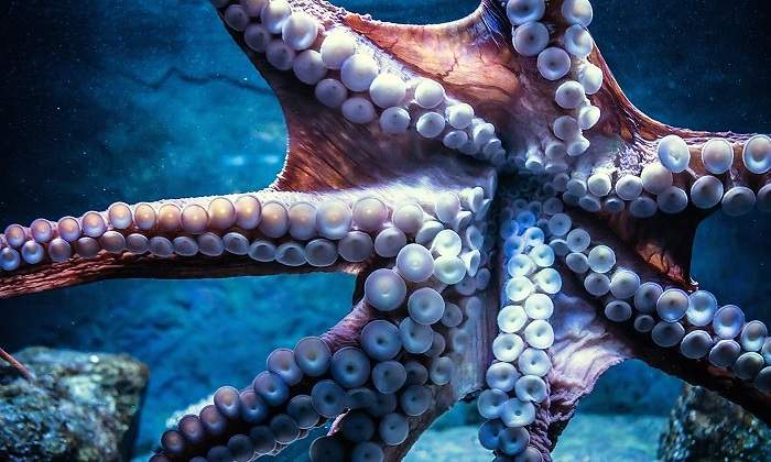 Pulpo-mostrando-sus-tentaculos-iStock.jpg