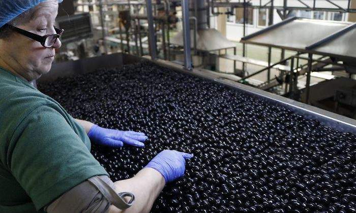 aceituna-negra-trabajadora-770.jpg