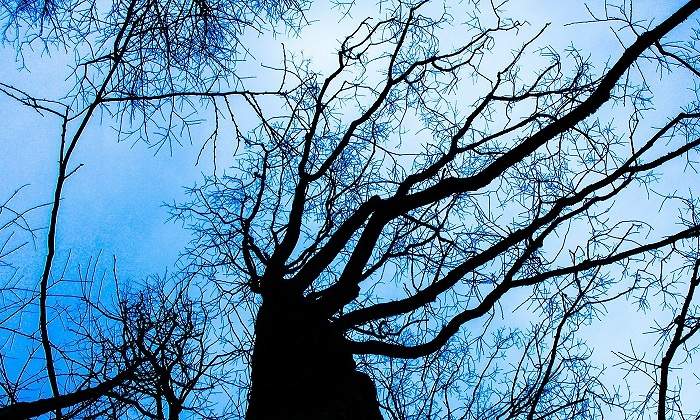 tree-200221_1920.jpg