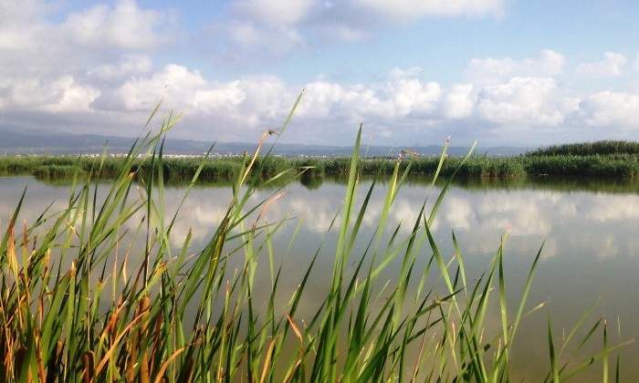 Humedales-Delta-del-Ebro-1.jpg