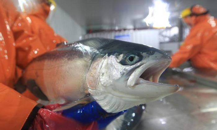 salmones.bloom.reuters.png