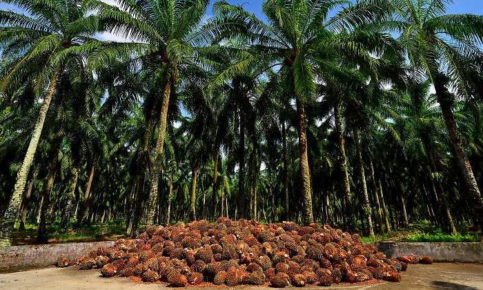 aceitedepalma-plantacion-malasia-dreamstime.jpg