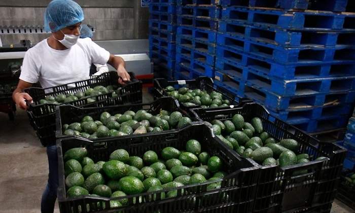 exportaciones-agroalimentarias-coronavirus-mexico.jpg