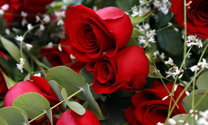 rosas-sanvalentin-foto-efe.png