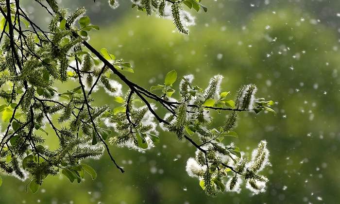 Una-rama-con-flores-que-desprenden-polen-iStock.jpg