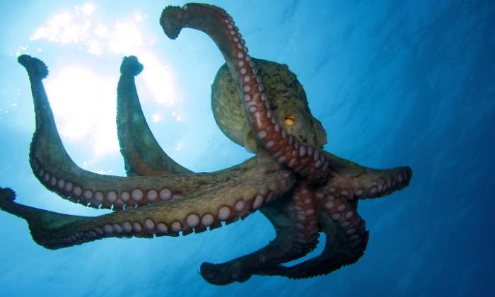 pulpo-dreamstime.jpg