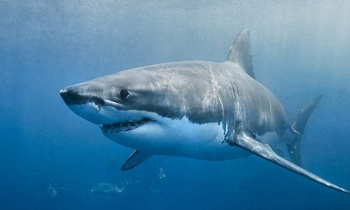 Un-tiburon-blanco-nadando-en-el-oceano-iStock.jpg