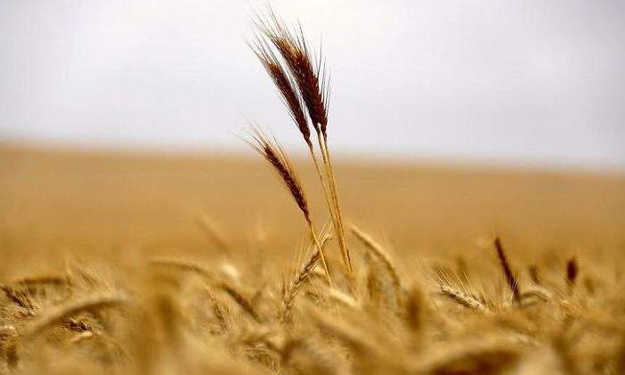 trigo-reuters.jpg