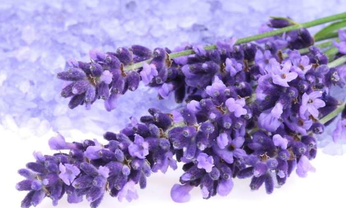 Lavanda.jpg