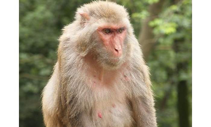 mono-rhesus-wikipedia.jpg