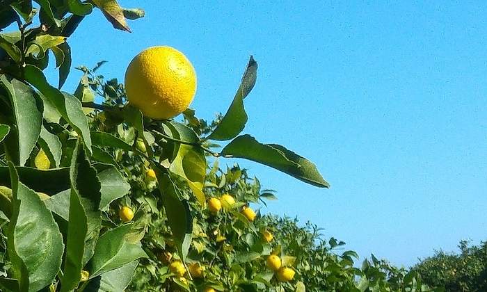 Agricultura-limon.jpg