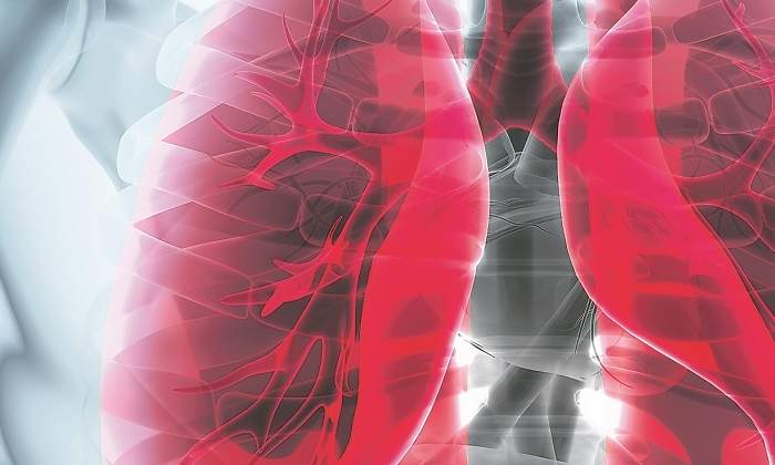 Pulmones