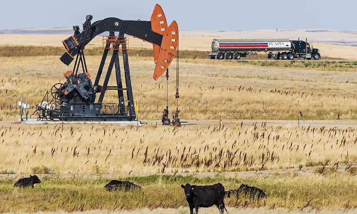 texas-vacas-petroleo.jpg