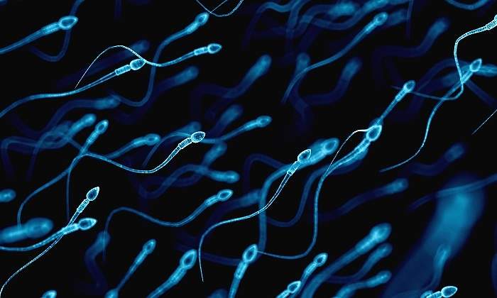 Grupo-de-espermatozoides-iStock.jpg