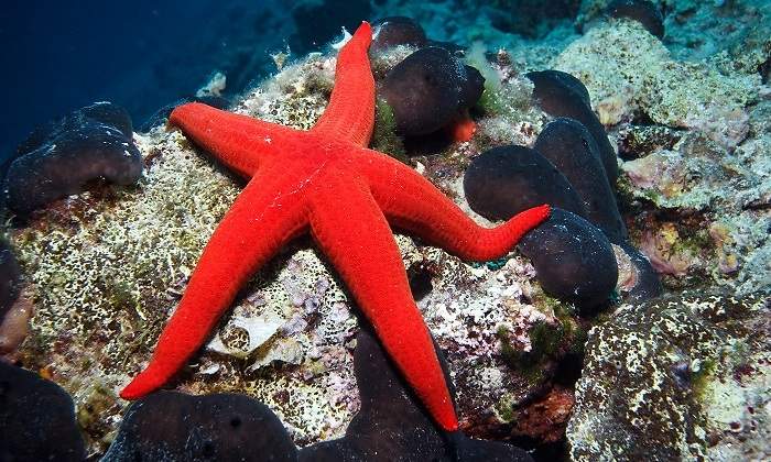 Una-estrella-de-mar-de-color-rojo-iStock.jpg
