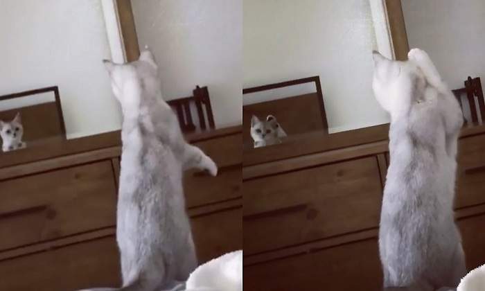 Reaccion-gato-orejas.jpg