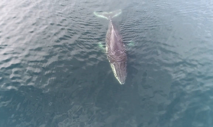 ballena-foto-centro-ideal.png