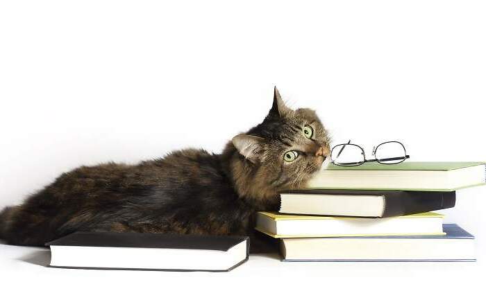 770x420-libros-leer-para-evasion-dreamstime.jpg