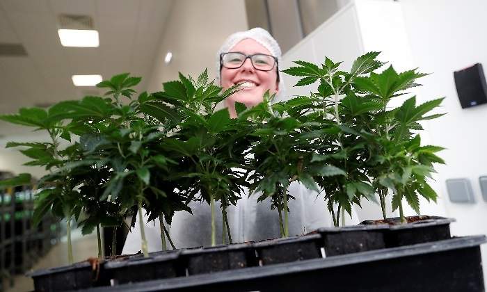 marihuana-cannabis-tilray-trabajadora-sonriendo-reuters-770x420.jpg