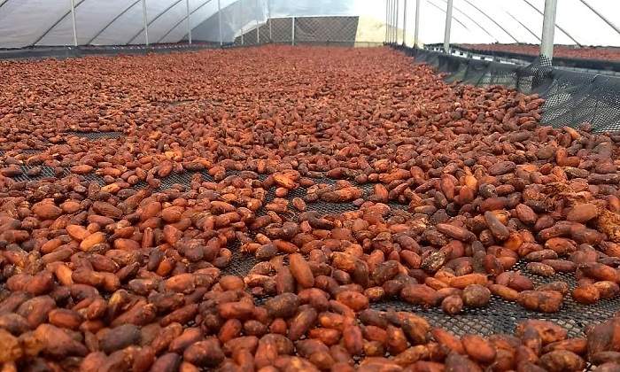 cacao_vraem_satipo770.jpg
