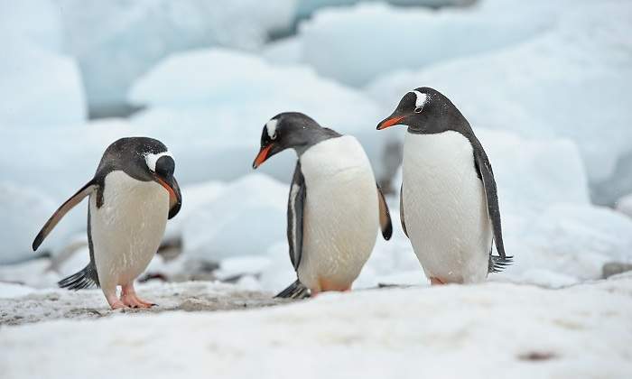 pinguinos-istock.jpg