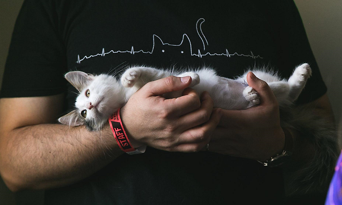 gato-archivo.png