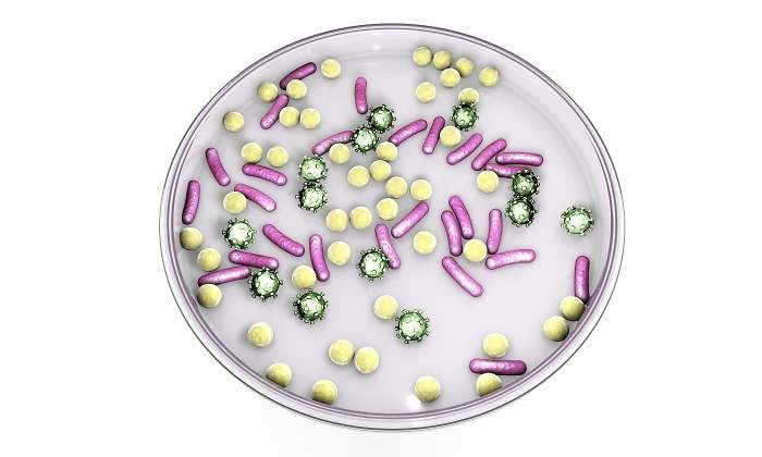 placa-microbios-dreamstime.jpg