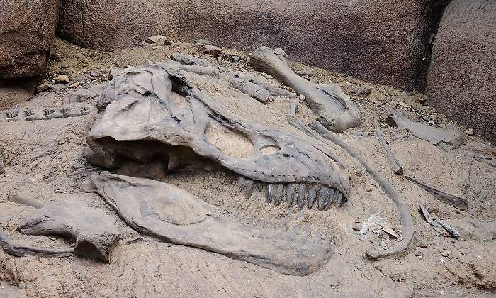 Restos-de-la-cabeza-de-un-dinosaurio-iStock.jpg