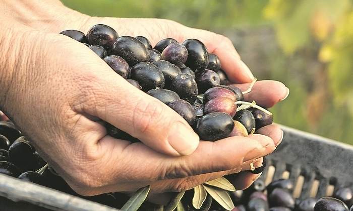 Aceituna-negra-iStock.jpg