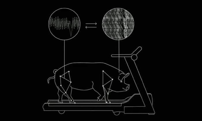 cerdo-neuralink-cerdo-2.jpg