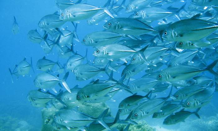 atun-770.jpg