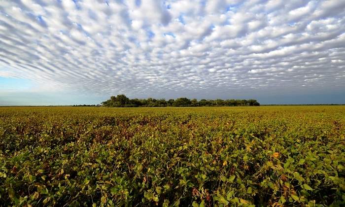 soja-cultivo-campo-argentina-getty.jpg