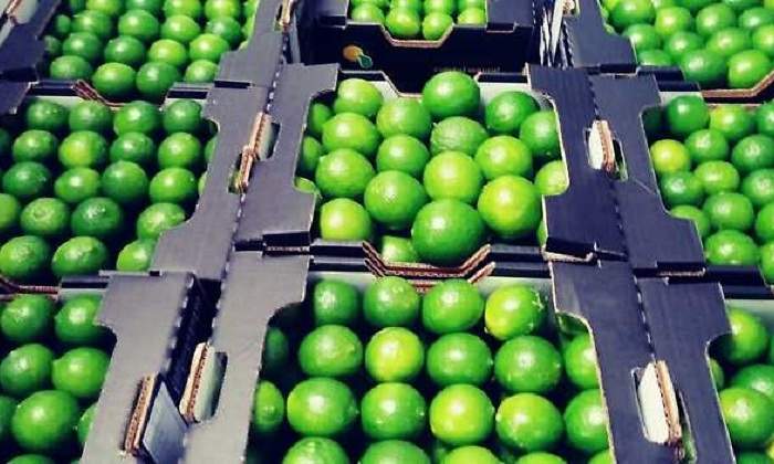 limones.jpg