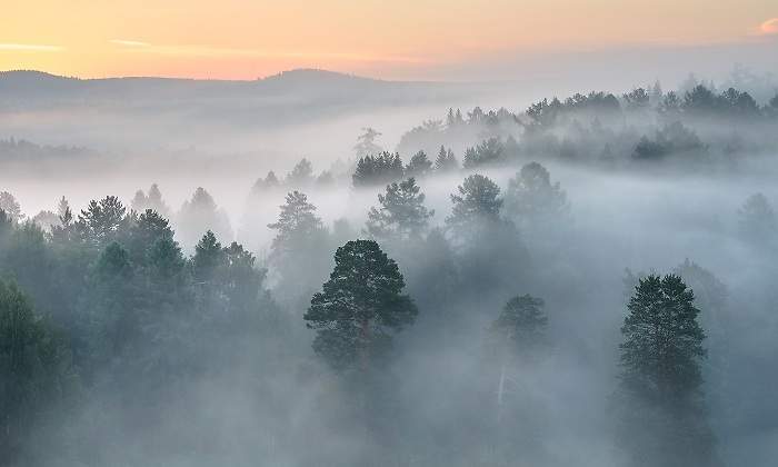 Un-bosque-brumoso-a-la-hora-durante-un-atardecer-iStock.jpg