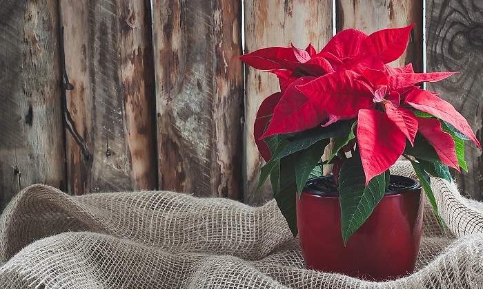 Flor-de-Pascua-o-flor-de-Navidad-iStock.jpg