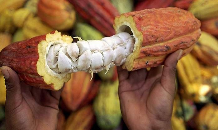 cacao770x420.jpg