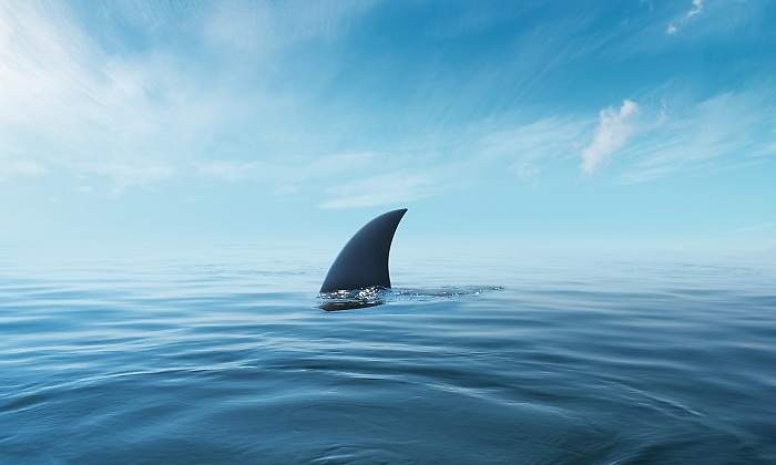 La-aleta-superior-de-un-tiburon-nadando-en-el-agua-iStock.jpg