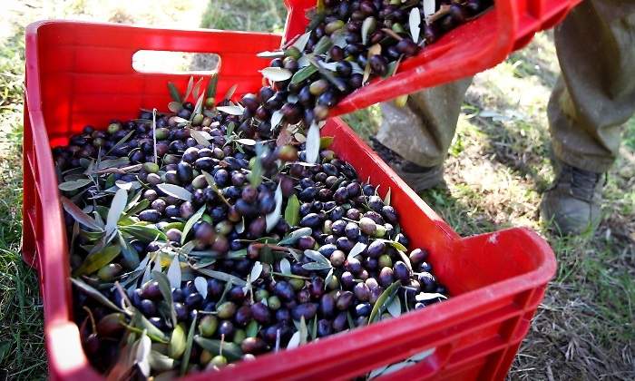 aceitunas-espanolas-caja-roja.jpg