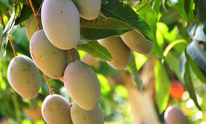 mango_trops.jpg