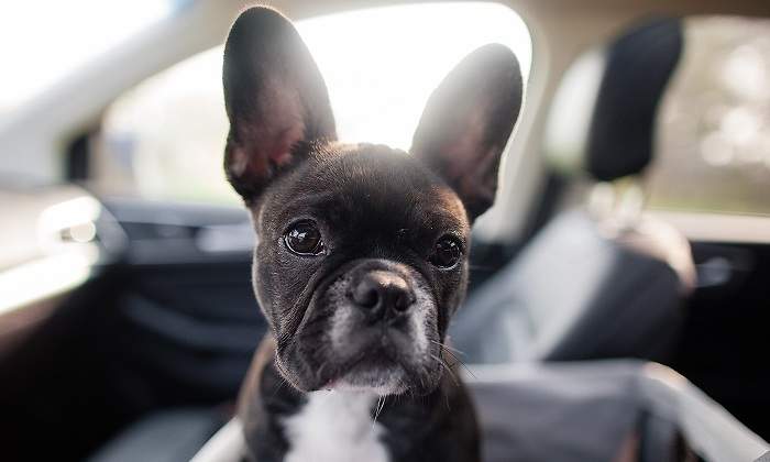 Perro-de-cachorro-iStock.jpg