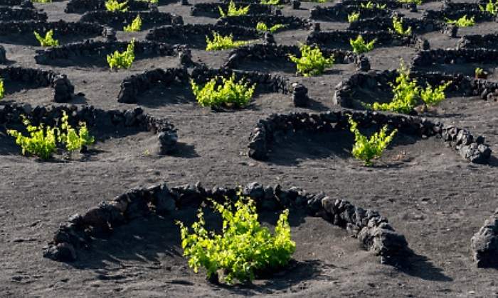 viñedo lanzarote