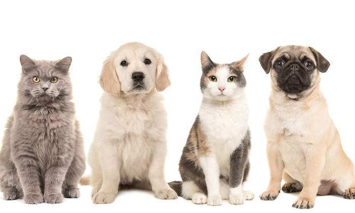 perros-gatos-dreamstime.jpg