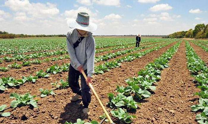 agricultores.jpg